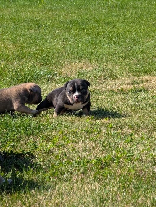 American bully pocket