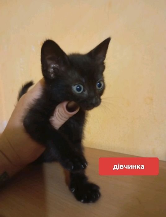 Малята шукають своїх мам!