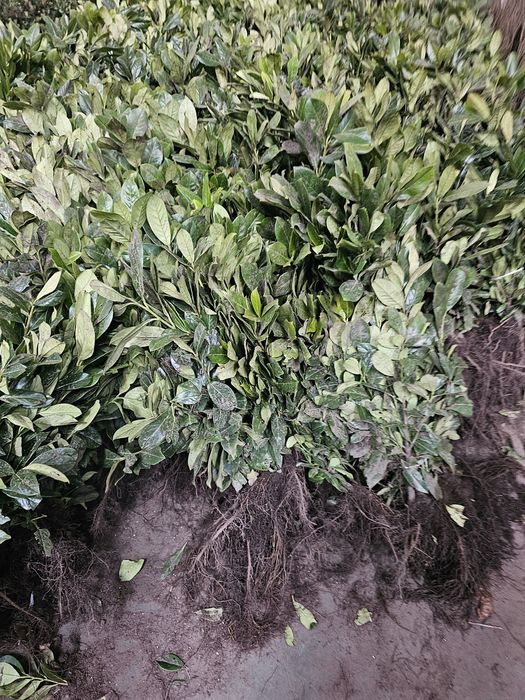 Laurowiśnia Novita goły korzeń