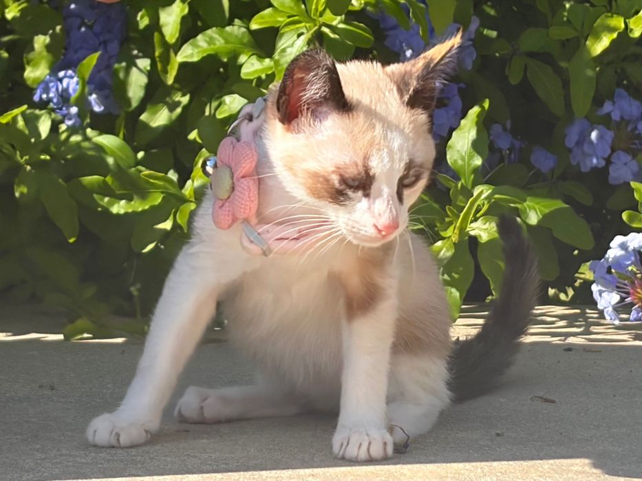 Gatinha para adoção responsável