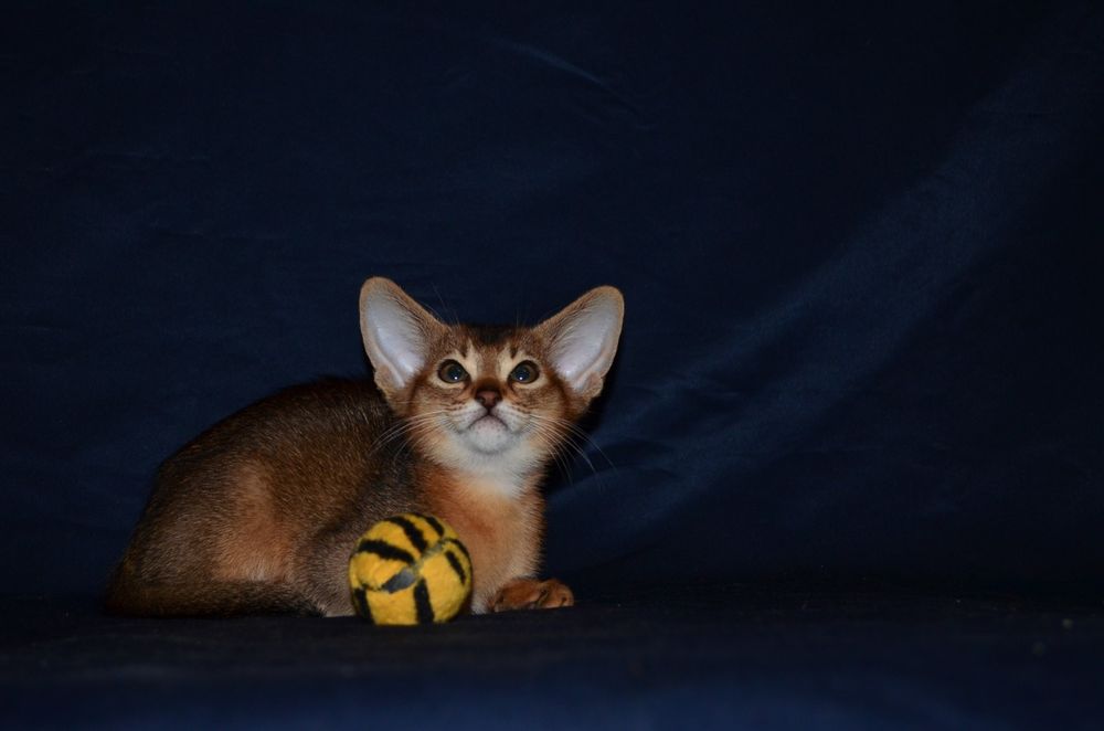 Абиссинский мальчик)