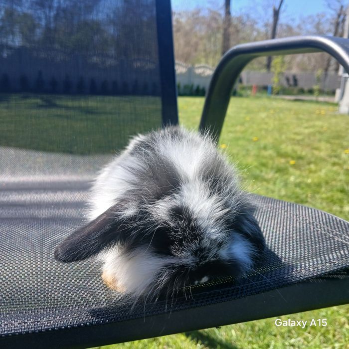 Króliczki miniaturki mini lop (baranek )