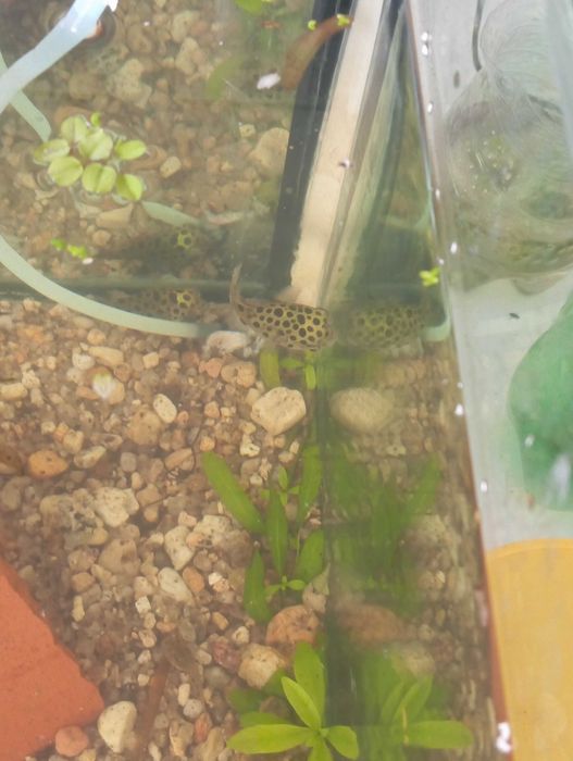 Peixe balão(tetraodon nigroviridis)