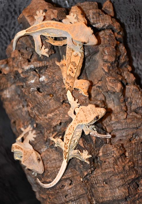 Gekon orzęsiony orzęsek młode