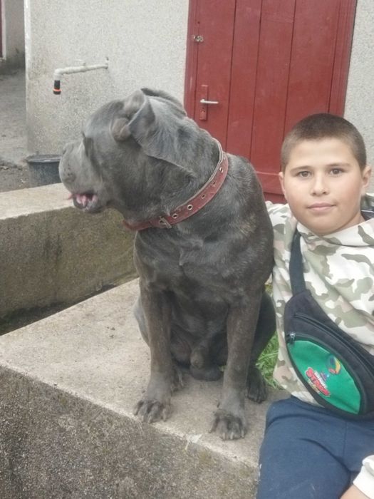 В'язка пса. Кане корсе сірого кольору  Олександр