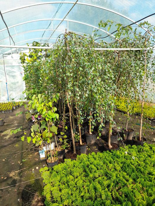 Tuje szmaragd, katalpy, róże