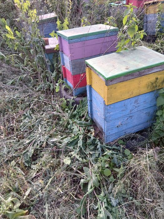 Продам вулики паливом рогаті