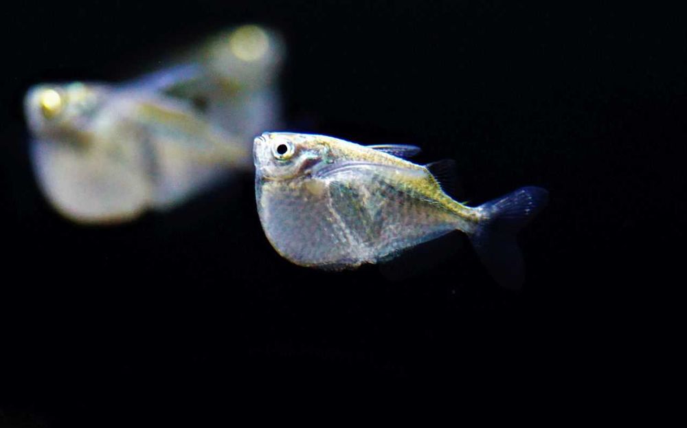 Topornica wielka - Thoracocharax stellatus - dowóz, wysyłka