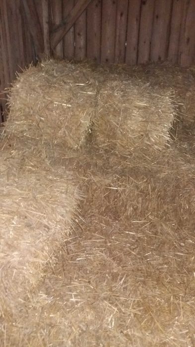 Sprzedam słomę baliki z 2025 r  kostki  duże  pszenna i owsiana