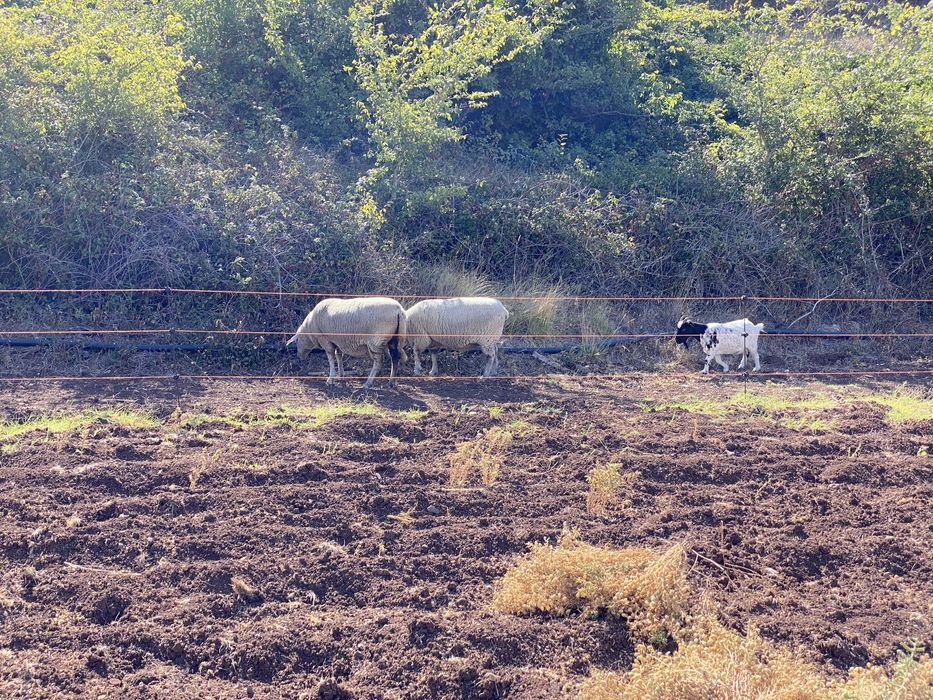Cercado eléctrico a energia Solar