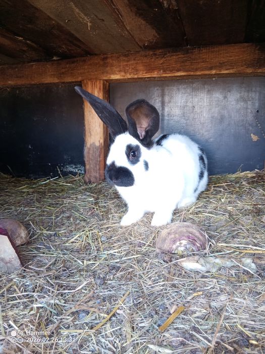 Sprzedam srokacze olbrzym