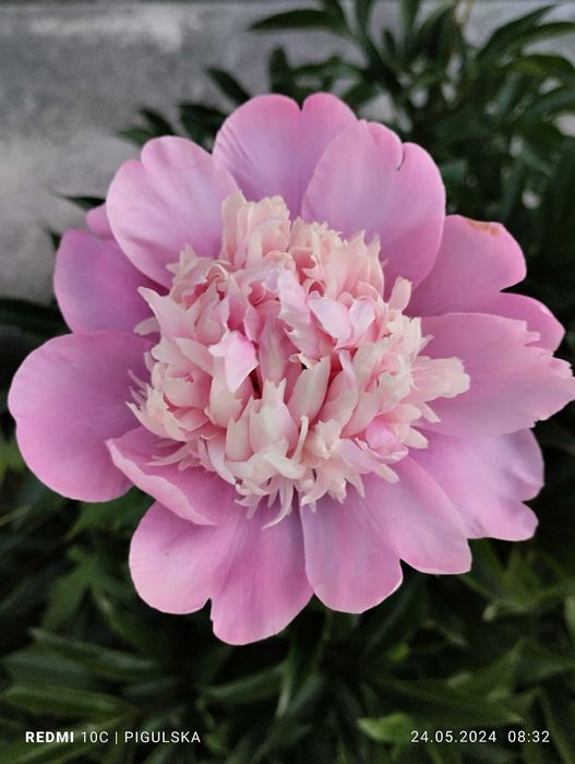 Півонія  рожева. Великі квіти. Різні сорти. Невибаглива