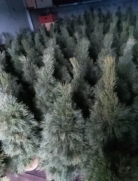 Продаються новорічні плетені ялинки натуральні