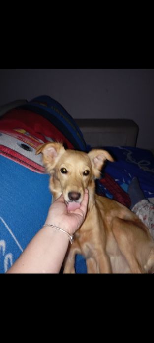 Cadelinha para adoção