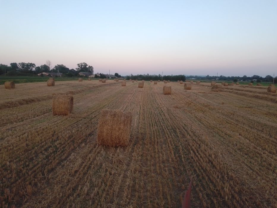 Пшеничні рулонні тюки