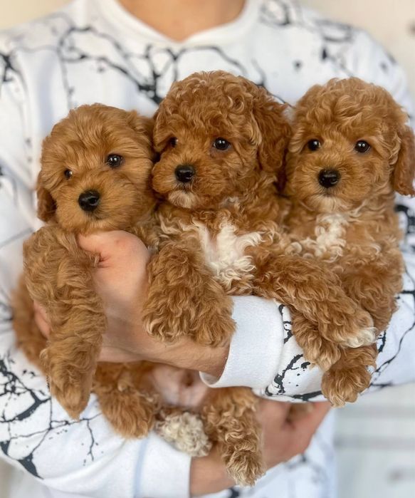 Цуценята мальтіпу міні, мікро, стандарт. Щенки мальтипу ф1, ф2