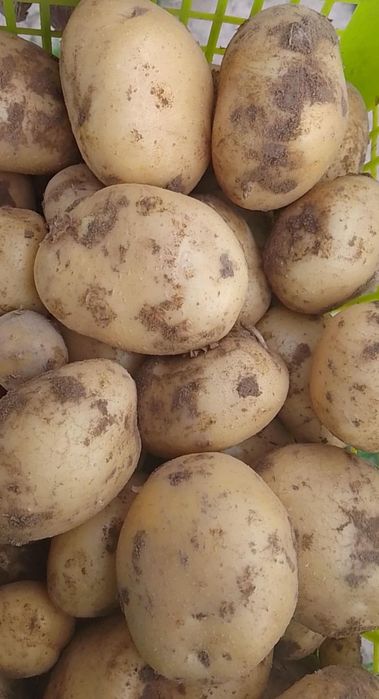 Ziemniaki bez chemii,Denar.W sprzedaży również buraczki Czerwona Kula.