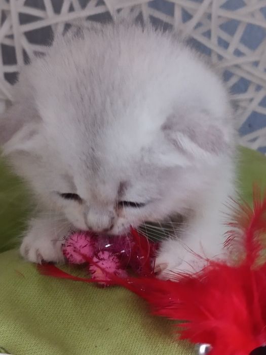 Грайливі котики вільні