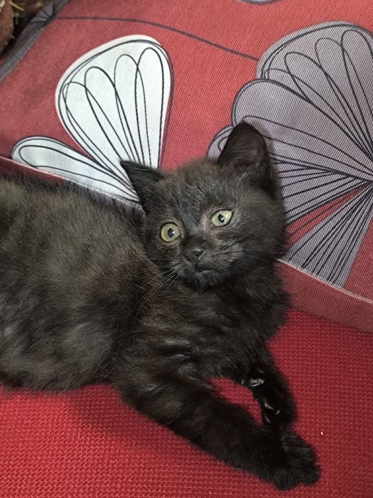 Кошенятко в добрі руки