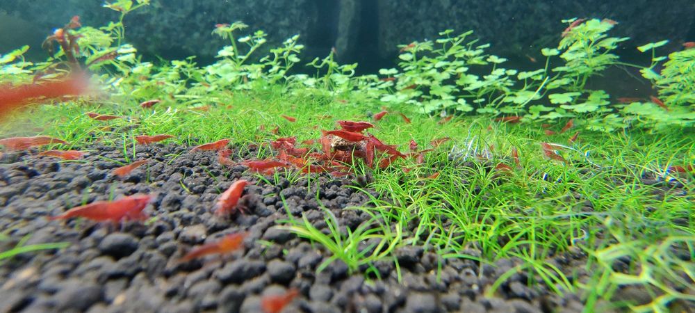 Camarões Neocaridina Red Fire