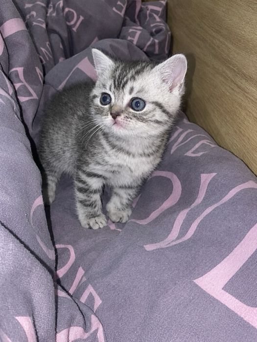 Шотландский котенок мальчик