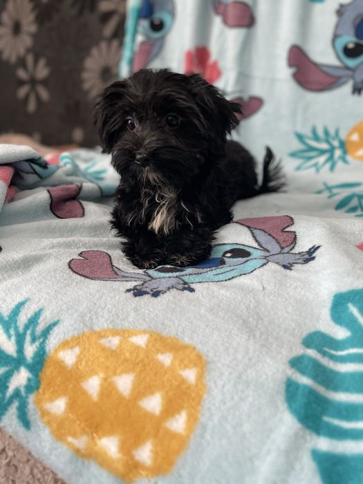 York yorkshire terrier black sunia