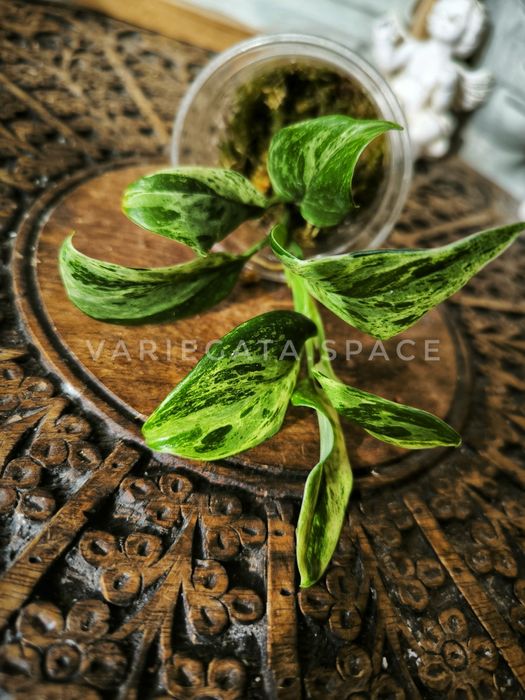 Scindapsus Blue Albo salaka variegata marble scyndapsus Indonezja