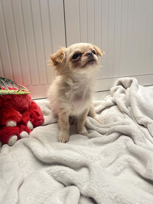 Chihuahua piesek