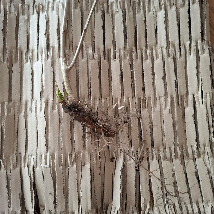 Bez lilak goły korzeń