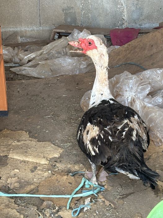 Vendo pato mudo macho
