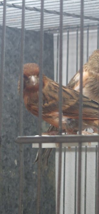 Canarios arlequim