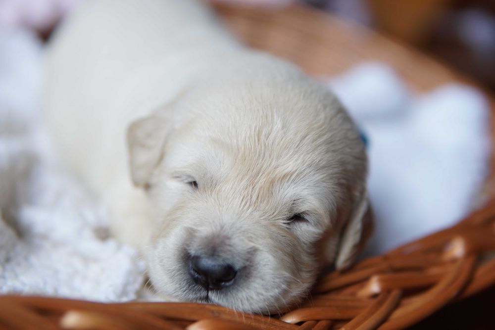 Suczka Golden Retriever