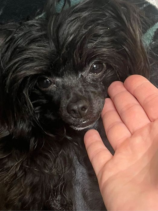 КХС. Девочка. Пуховка