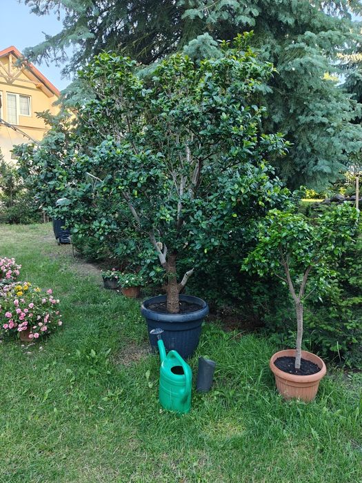 Drzewko bonsai  14-letnie