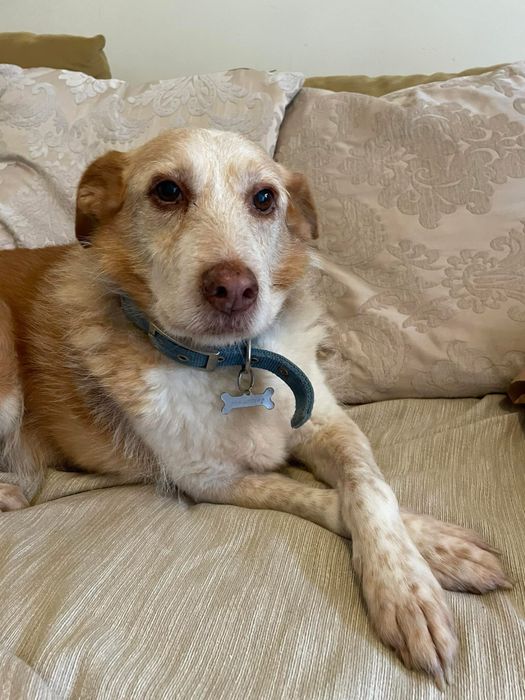 Serviço de estadia familiar de cães de porte pequeno/ dóceis