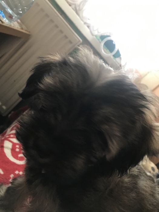 Szukam pieska (podobnego na zdjeciu) w powiacie gliwickim