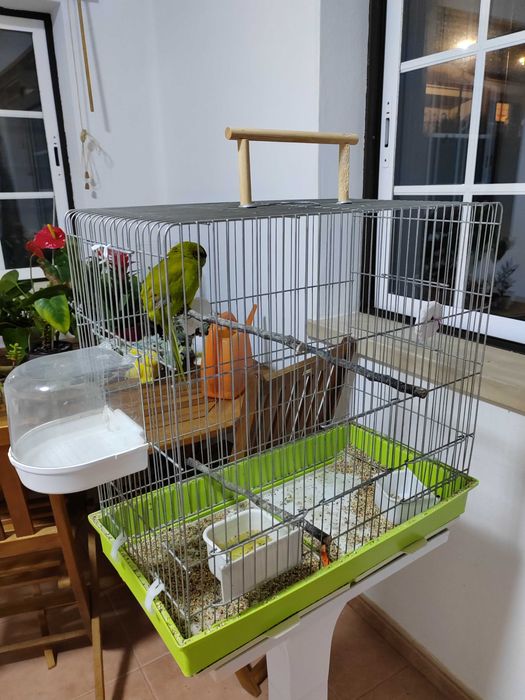 Kākāriki macho e Gaiola