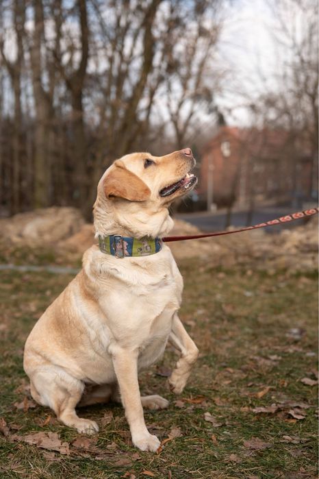 Labradorka Hera szuka swojego domu