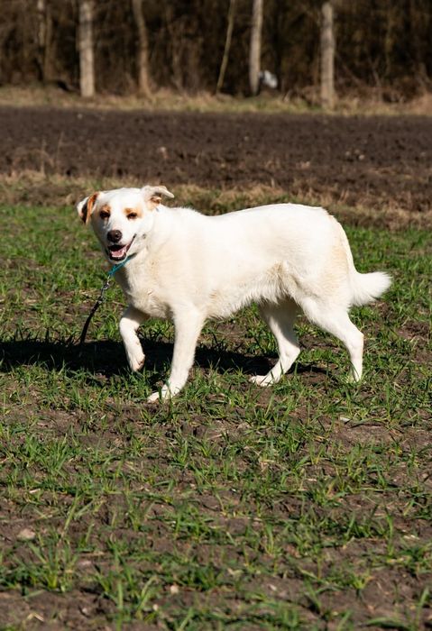Daj szansę zagubionej Spince