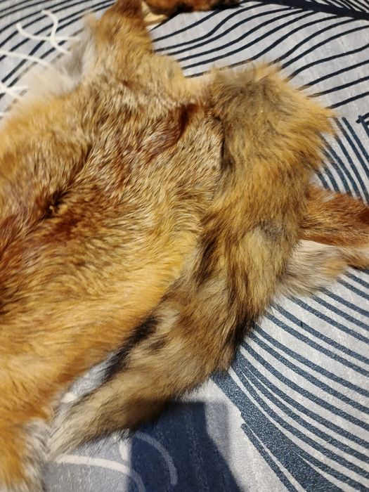 Futro skóra z lisa garbowana