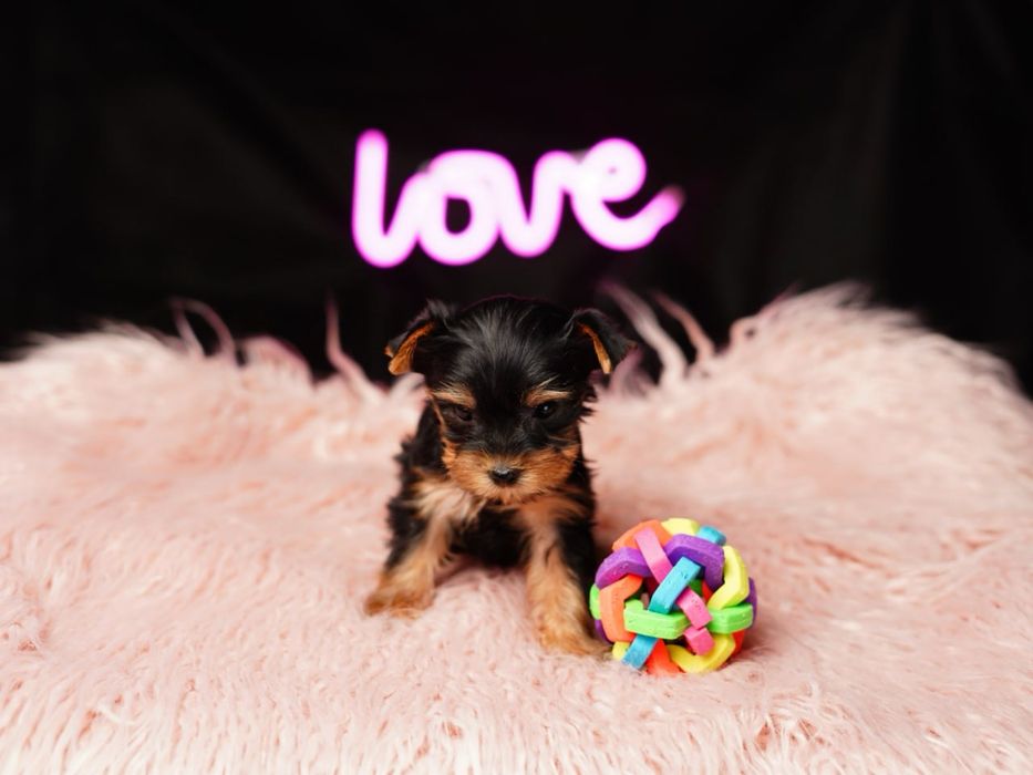 Любознательные йорки