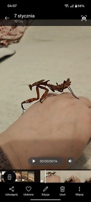 Modliszka na początek