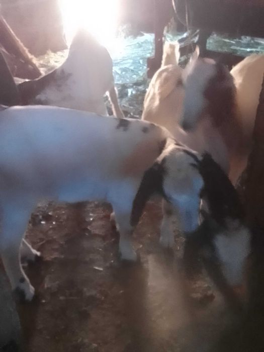Vendo cabritos boer com florido com 3 meses