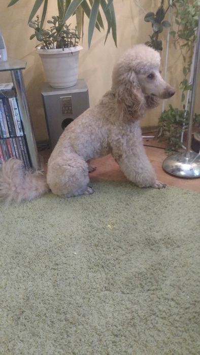 Вязка королівский пудель абрикос