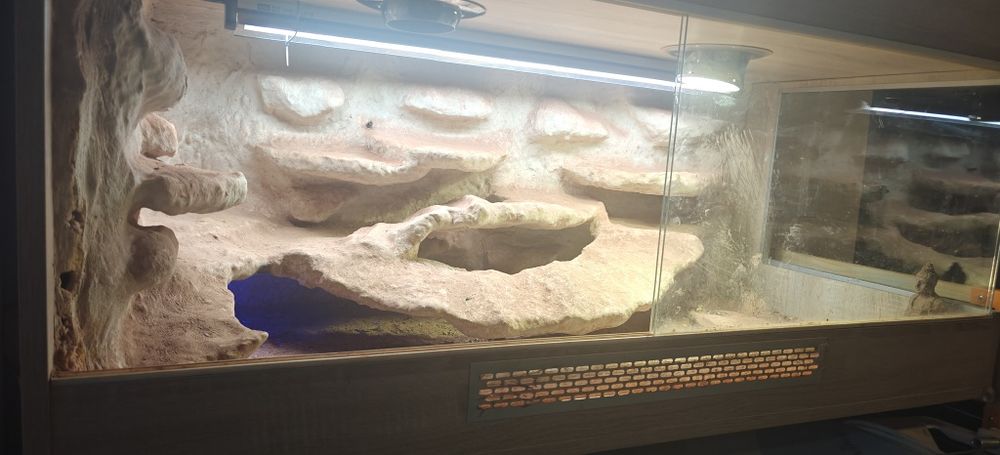 Terrarium z 2 Agamami