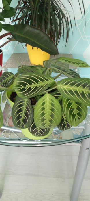 Квіти ,для вашого дому і офісу