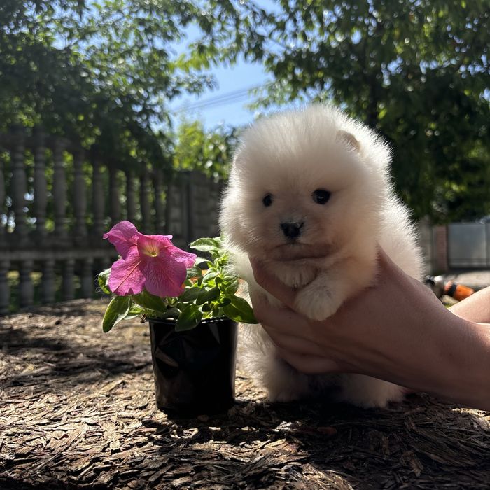 шикарна дівчинка шоу классу