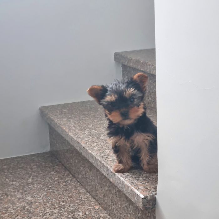 Yorkshire Terrier Mini