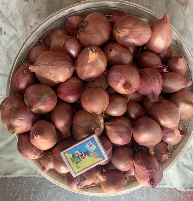 Цибуля  кущівка.