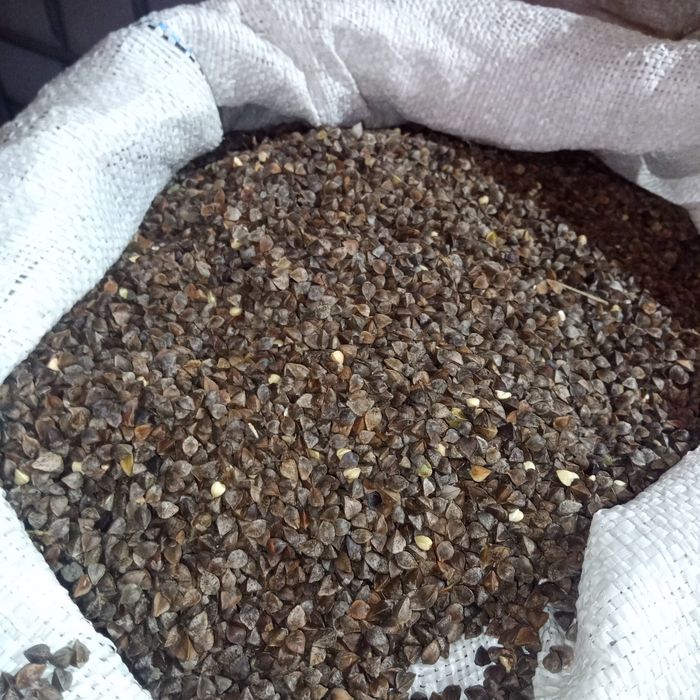 Продам насіння гречки